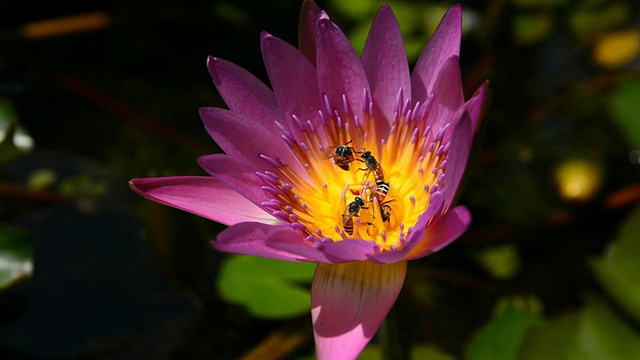 紫莲花和一只蜜蜂视频素材