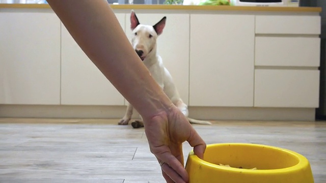 多莉向斗牛梗狗扑去吃食物视频素材