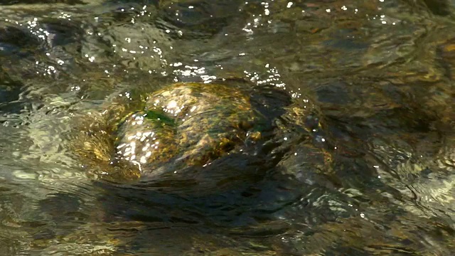 河流缓慢运动视频素材