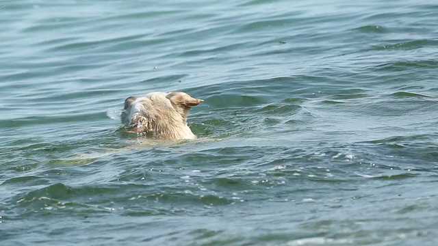 金毛猎犬的狗在湖里游泳。视频素材