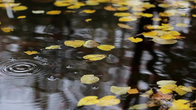 圆雨滴和秋叶视频素材