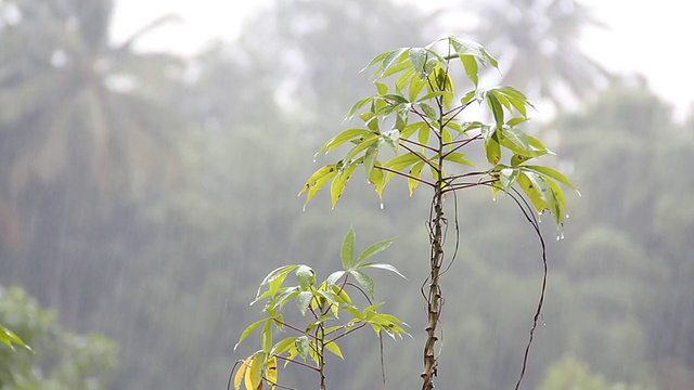 降雨视频素材