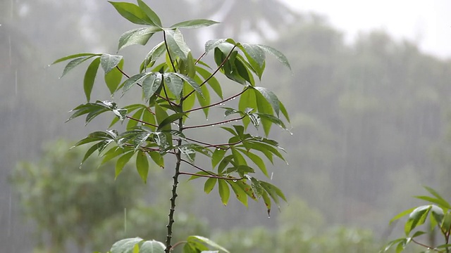 降雨视频素材