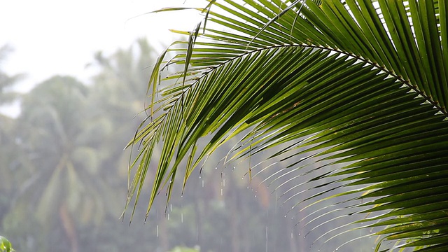 降雨视频素材