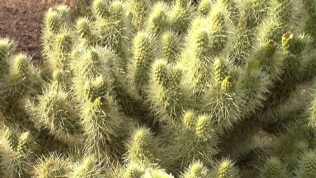 卓拉仙人掌花缩小和仙人掌视频素材