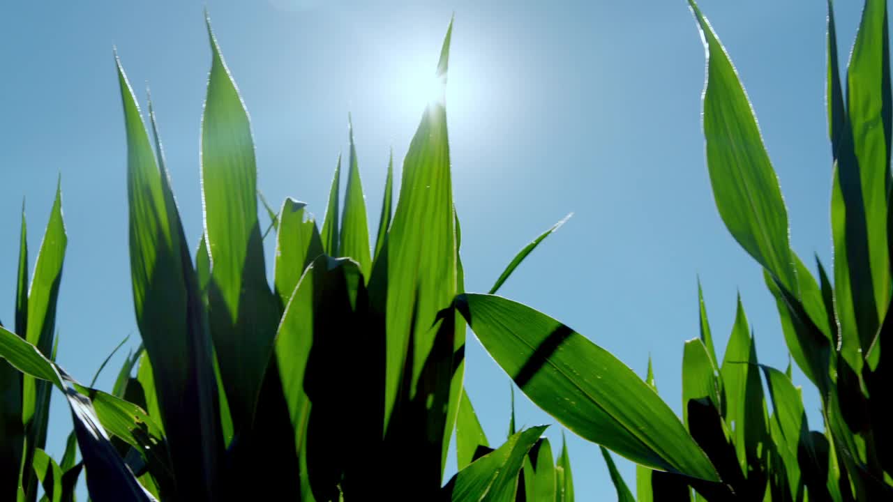 迎着太阳穿过玉米地视频下载