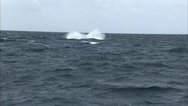 座头鲸在海洋中破浪视频素材