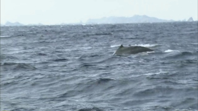 座头鲸在海洋中破浪视频素材