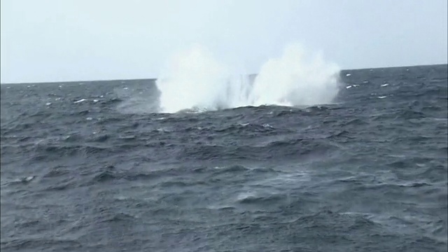 座头鲸在海洋中破浪视频素材