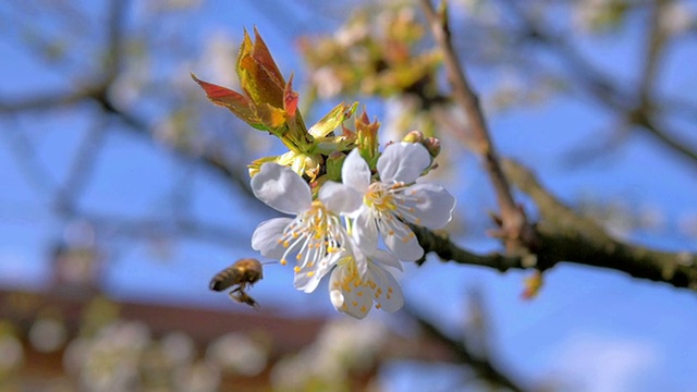 HD慢动作:寻找完美花朵的蜜蜂视频素材