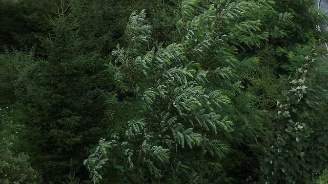 树在暴风雨视频素材