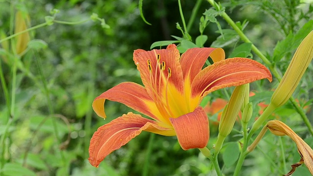 野百合的花视频素材