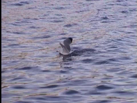 海鸥视频下载