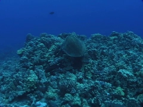 夏威夷珊瑚礁上的绿海龟视频下载