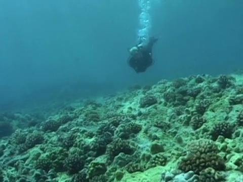 夏威夷浅滩潜水者视频素材