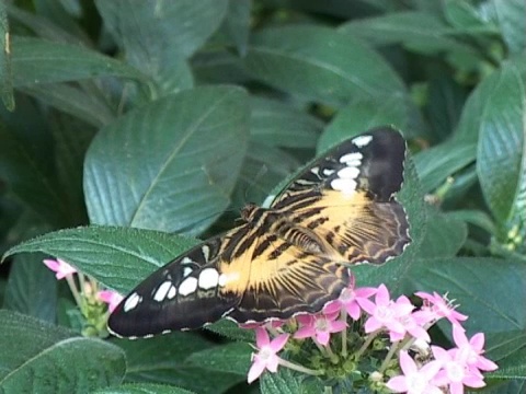 帕尔:Clipper butterfly 4 (Parthenos sylvia)视频素材