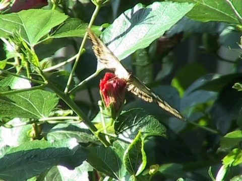 帕尔:Clipper butterfly 5 (Parthenos sylvia)视频素材