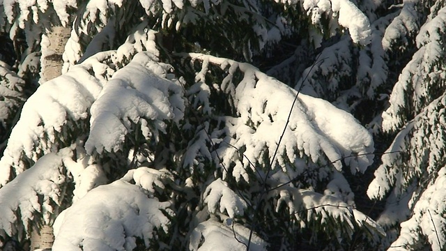 松树被大雪覆盖，特写(HD 1080/50i)视频素材