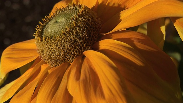 微风中的橙色松果花视频素材