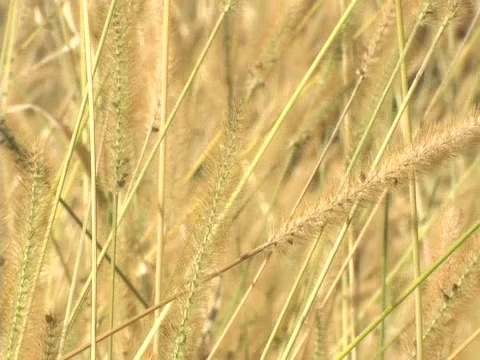 野草视频下载