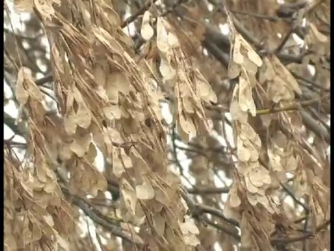 枫豆荚视频下载