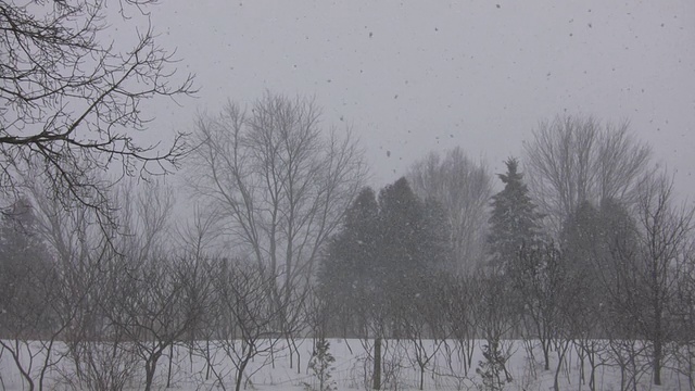 冬季公园暴风雪景观(高清)视频素材