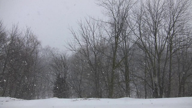 冬季公园暴风雪景观(高清)视频素材