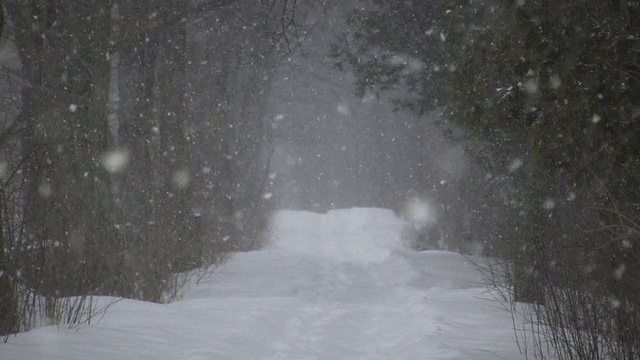 冬季公园暴风雪景观(高清)视频素材