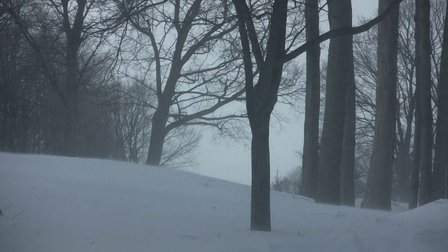 雪吹过公园的风景(高清)视频素材