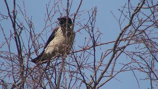 树上乌鸦(Corvus corvidae)一只(1080i/50)视频素材