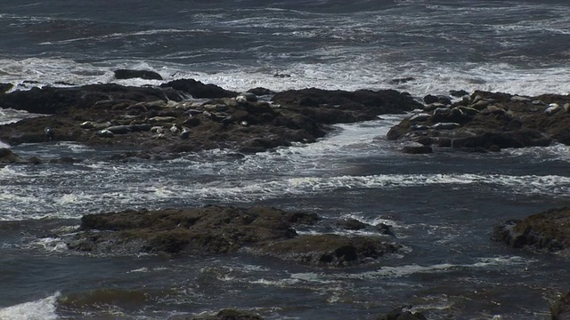 海狮在岩石上晒太阳视频素材