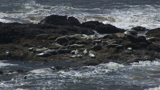 海狮在岩石上视频素材