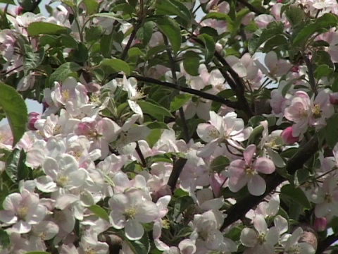 苹果花特写视频下载