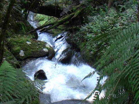 野生流视频素材