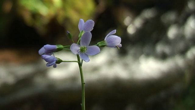 布谷鸟花和小溪视频素材