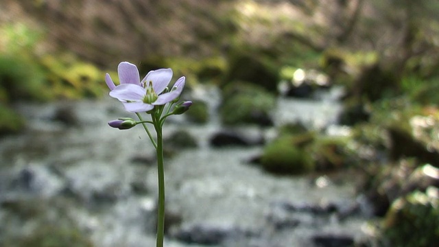 花和小溪视频素材