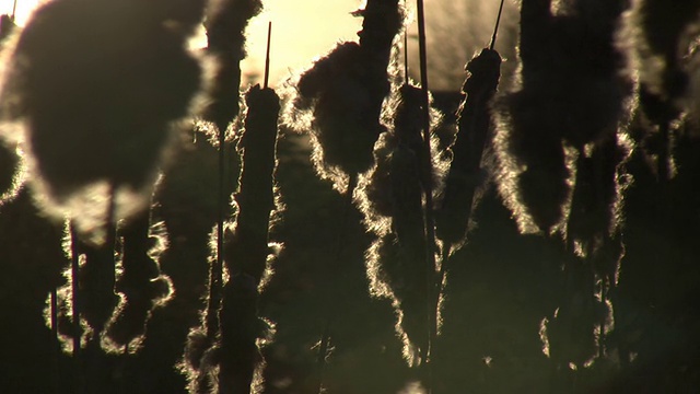 枯草在夕阳中轻轻摇曳(高清)视频素材