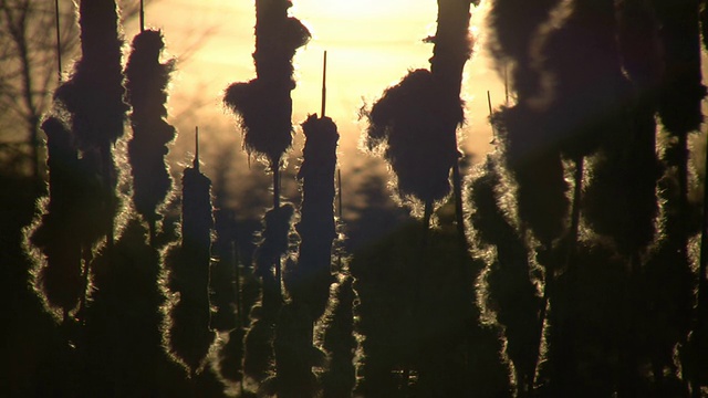 枯草在夕阳中轻轻摇曳(高清)视频素材