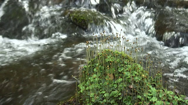 苔藓和级联视频素材