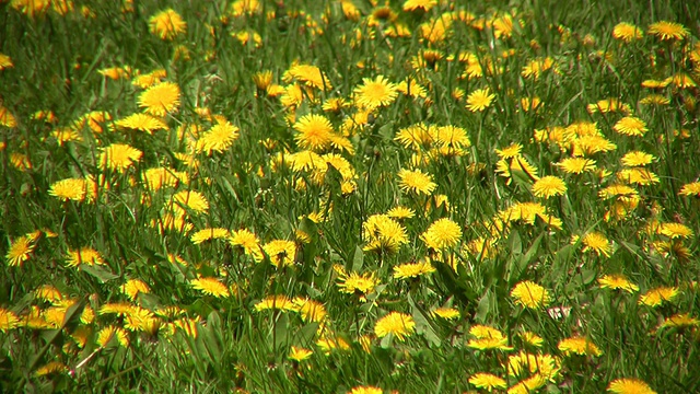 许多蒲公英在田野里盛开(高清)视频素材