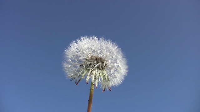 在蓝天下播种蒲公英的特写(高清)视频素材