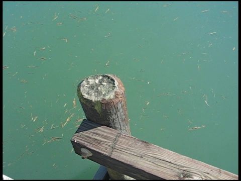 船停靠的水域视频下载