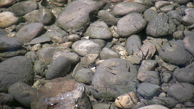 小鱼在阳光照耀下的浅池塘里嬉戏(高清)视频素材