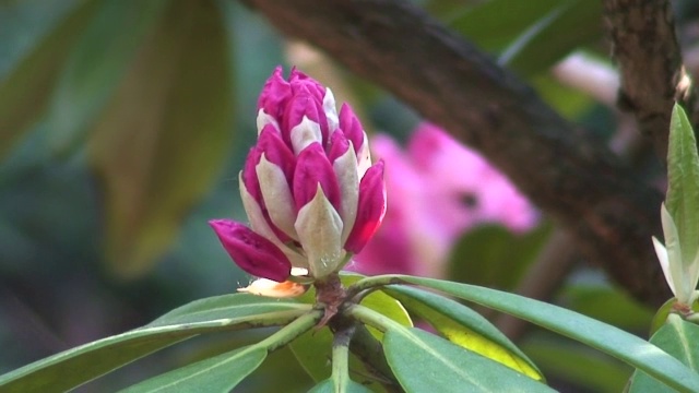 杜鹃花(杜鹃花科)开花4视频素材