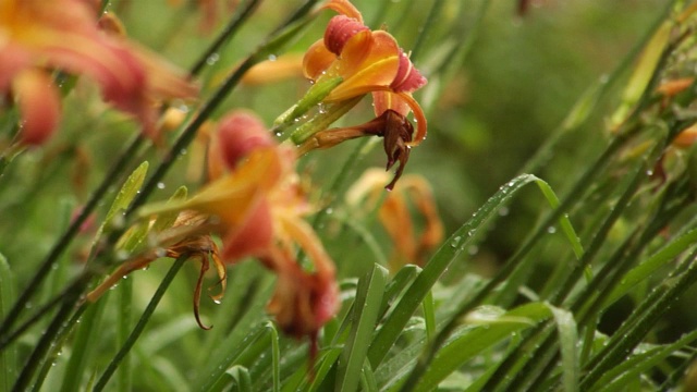 雨中的花慢镜头24页视频素材