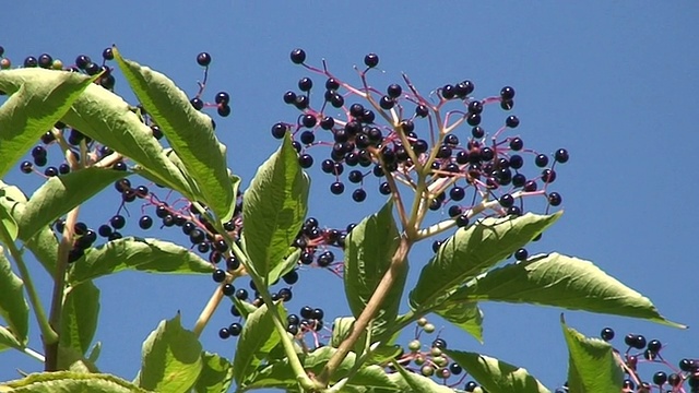 黑接骨木莓(Sambucus Nigra)浆果视频素材