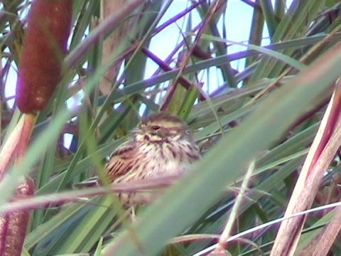 (PAL)芦苇本汀(Emberiza schoeniculus)视频下载