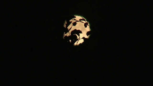 4 . Time-lapse of moon behind the trees时光流逝视频素材