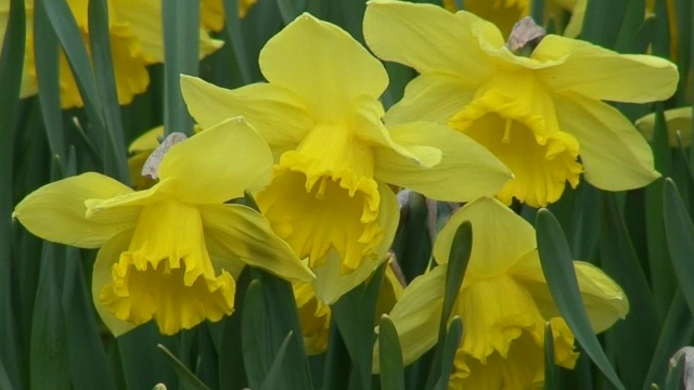 水仙(Carlton)花视频素材