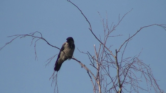 乌鸦(Corvus corvidae)在树上两只视频素材